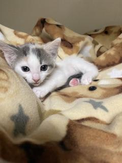 Photo of Parsley