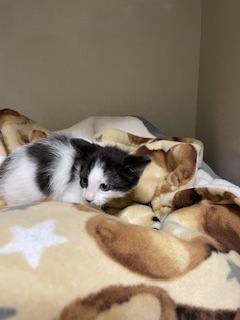 Photo of Pepper