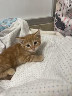 Photo of Praline