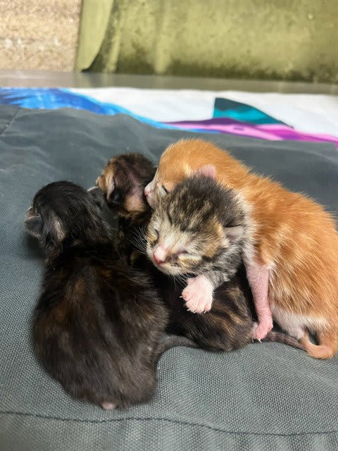 Photo of Cat