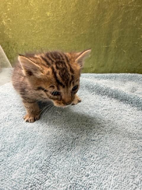Photo of Cat