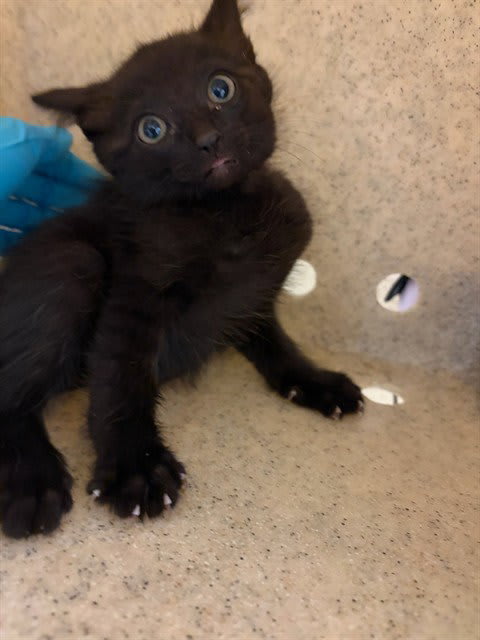 Photo of SOOKIE