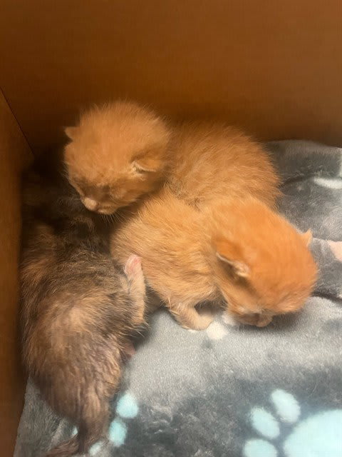 Photo of Cat