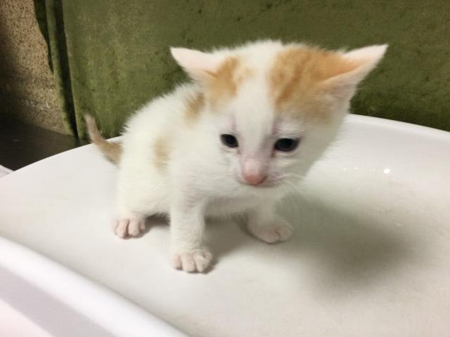 Photo of MARSHMELLOW