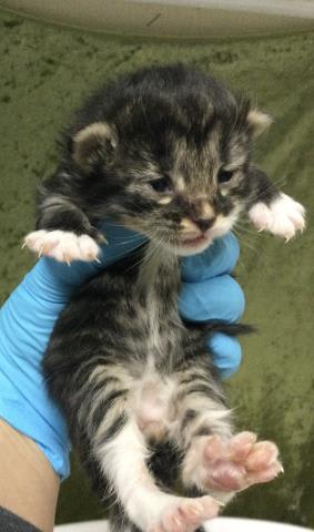 Photo of Cat
