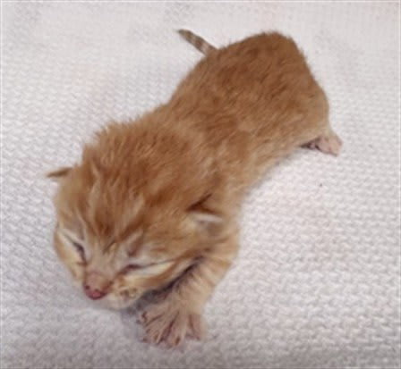Photo of PUMPKIN