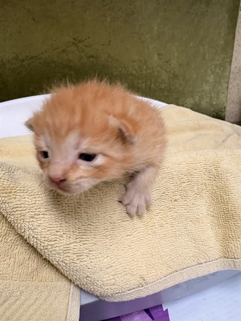 Photo of SPIKE