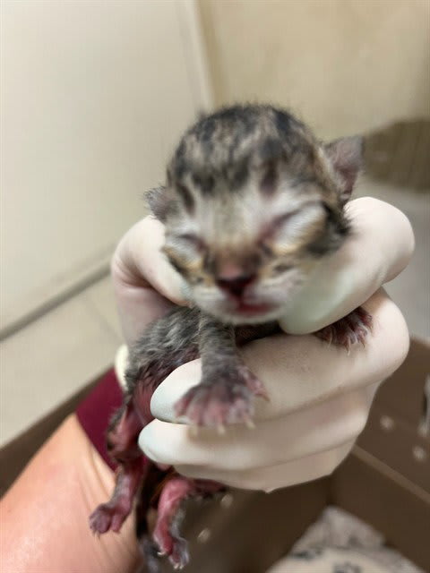 Photo of Cat