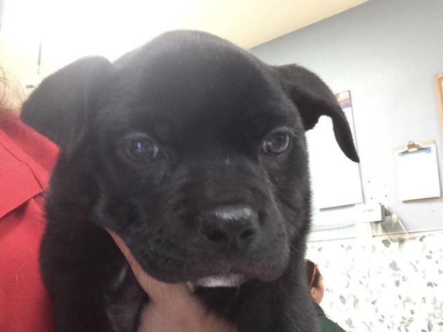 Photo of CHELLA