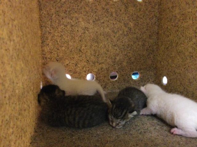 Photo of Cat