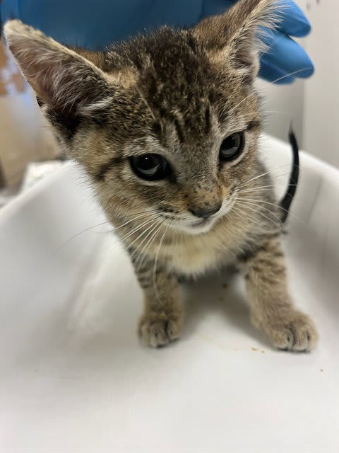 Photo of Cat