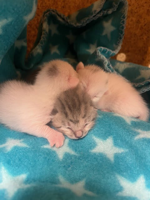 Photo of Cat