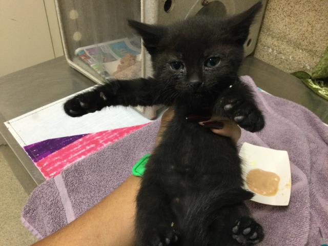 Photo of CINDER
