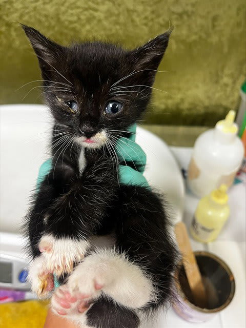 Photo of Cat