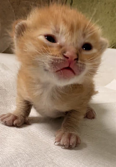Photo of BUTTERSCOTCH
