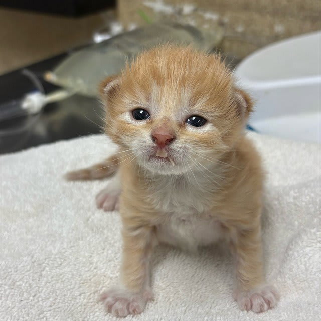 Photo of EMBER