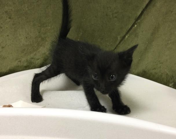 Photo of PANTHER