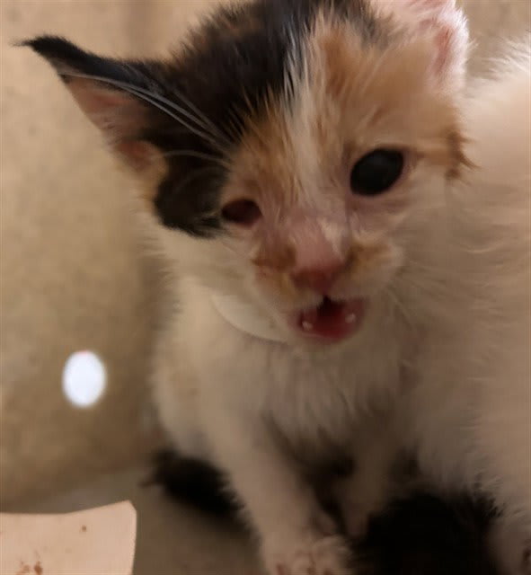 Photo of WILLOW