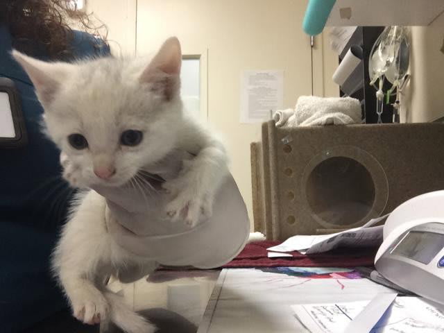 Photo of OLAF