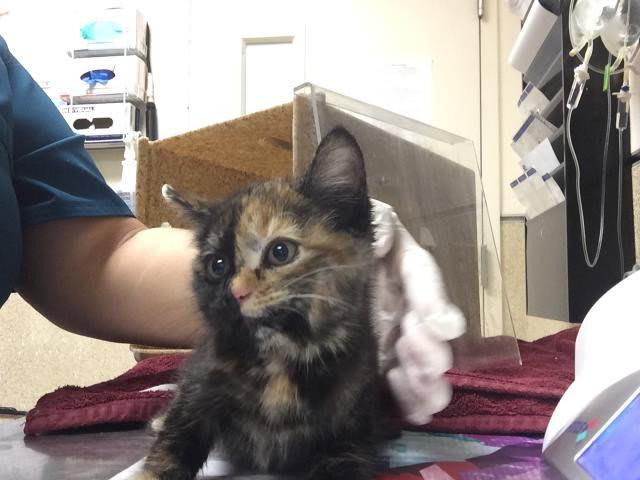 Photo of CHIMERA