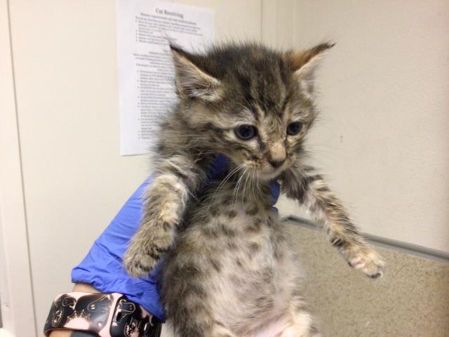 Photo of PEPPER