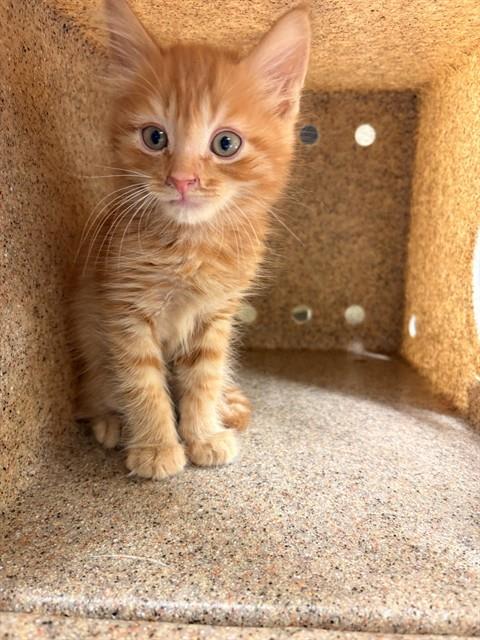Photo of GARFIELD
