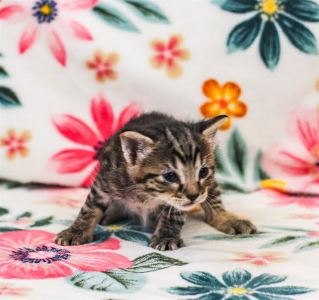 Photo of FETTY