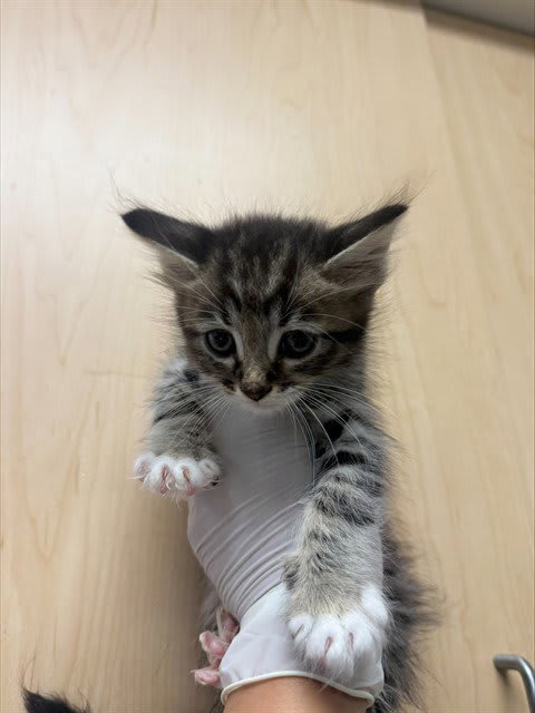 Photo of HUEY