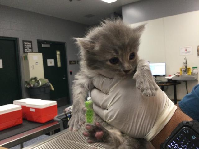 Photo of Cat