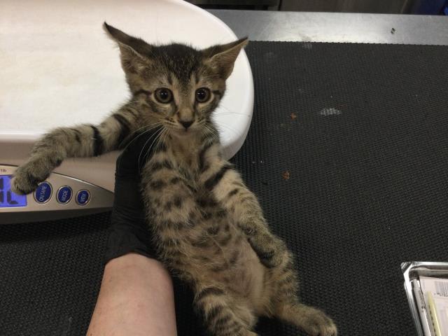 Photo of Cat