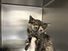 Photo of THELMA