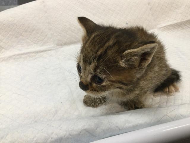 Photo of MOUSE