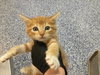 Photo of Cat