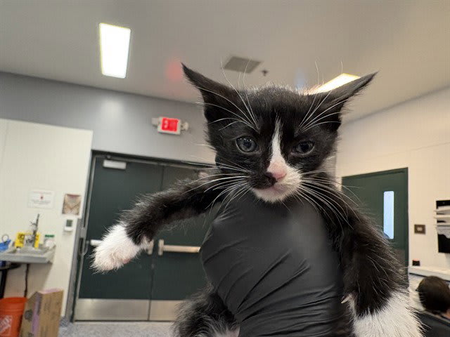 Photo of Cat