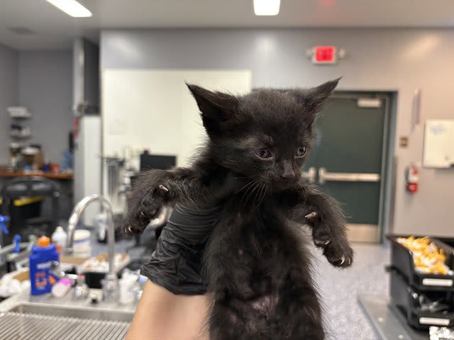 Photo of Cat