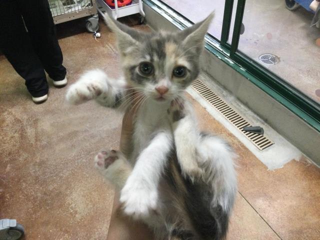 Photo of Cat
