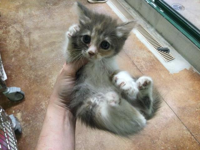 Photo of Cat