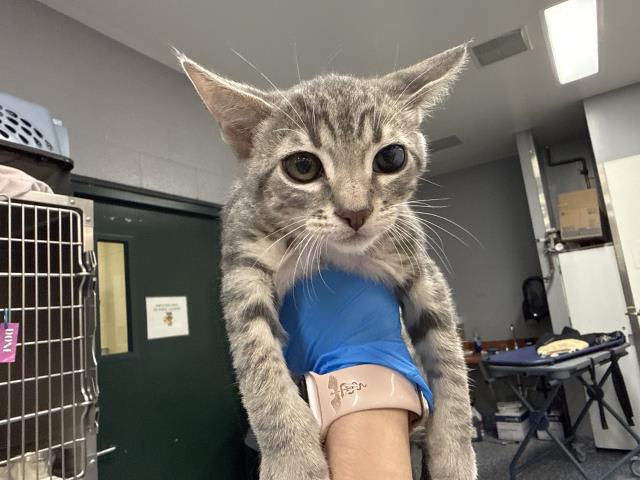 Photo of ROSEBUD