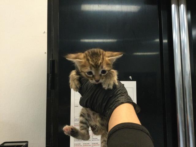 Photo of Cat