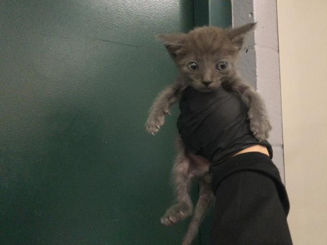 Photo of Cat