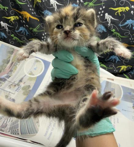 Photo of WILLOW