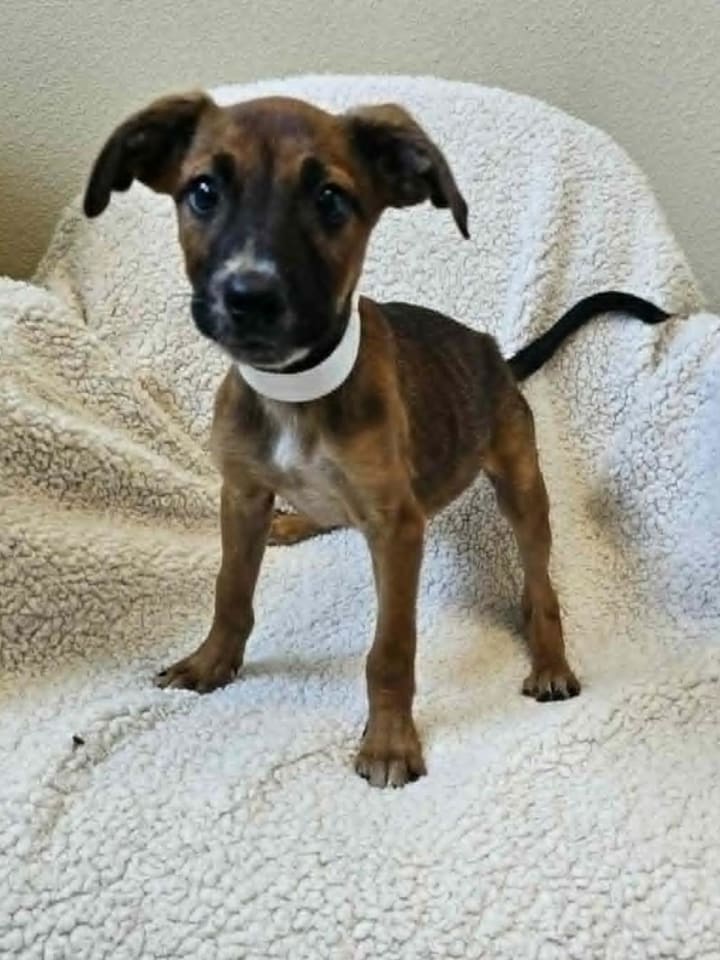 Photo of Ivy