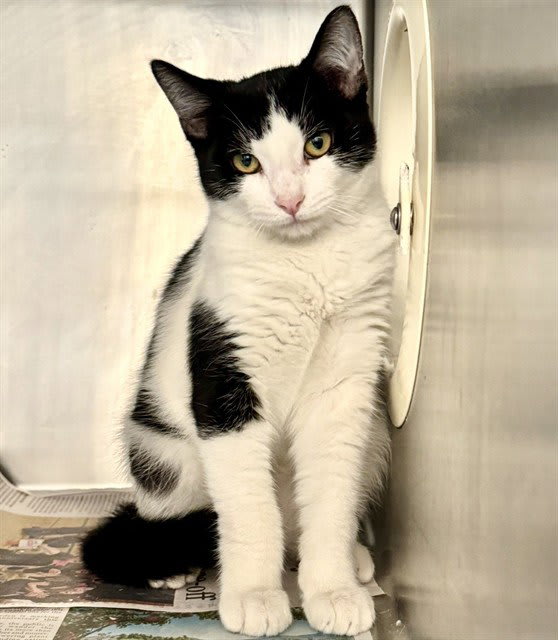 Photo of FLETCHER