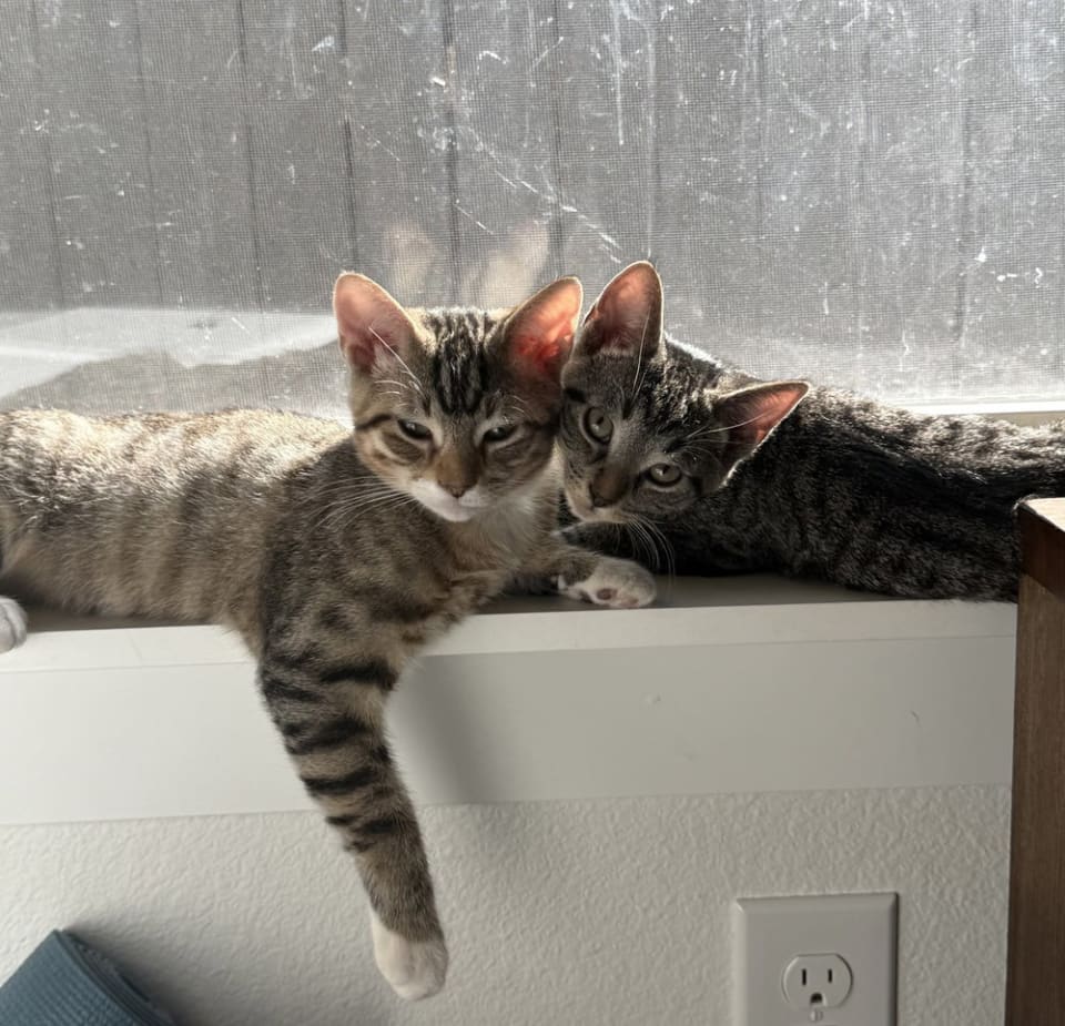 Photo of Maple