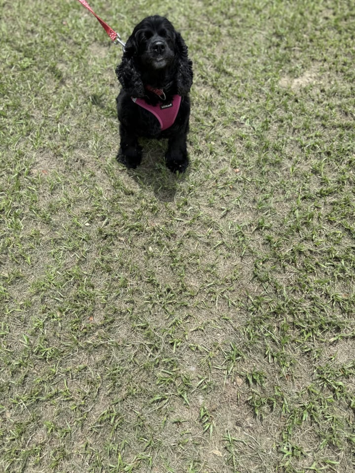 Photo of Princess