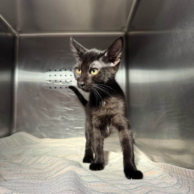 Photo of MIDNIGHT