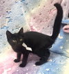 Photo of 260918 Yin
