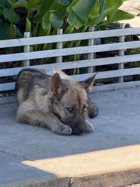 Photo of BABY DUKE