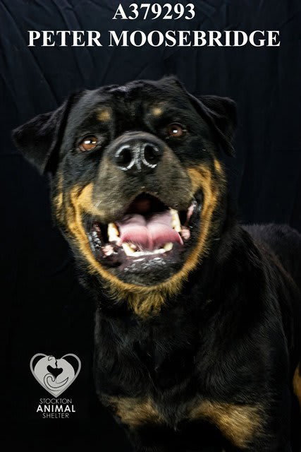 Photo of PETER MOOSEBRIDGE