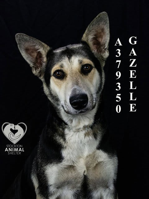 Photo of GAZELLE